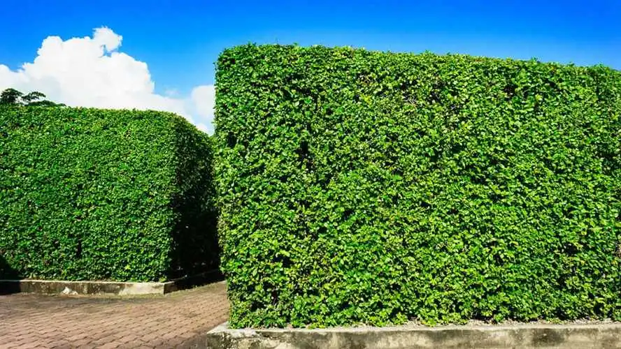 米乐：太阳能光伏花：智慧厂区的绿色明珠，能源与美学的完美融合