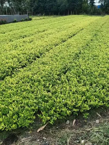 米乐m6官网登录入口：绿化工程新手学什么好