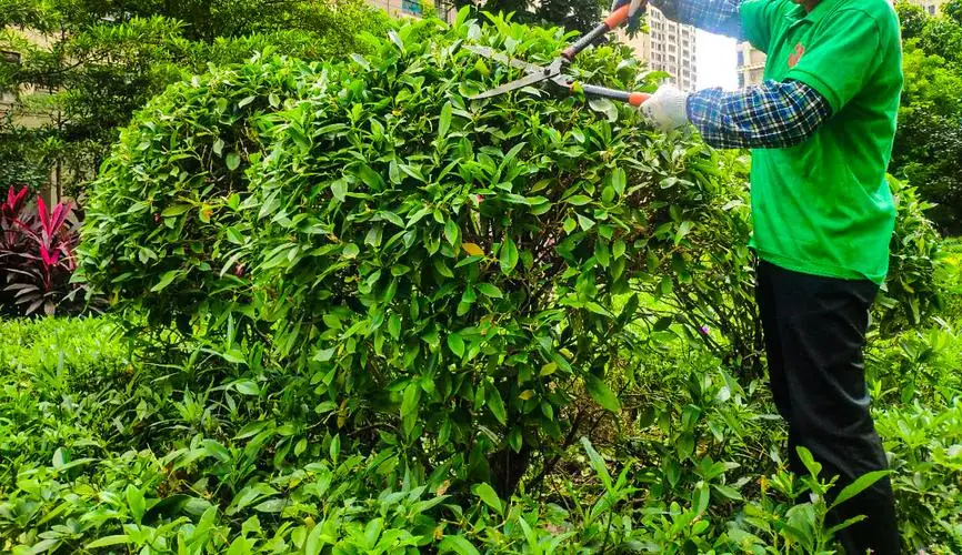 米乐：保定湾南区绿化工程